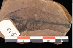 Foto (Detailsansicht) von Quercus palaeoilex Ettingshausen (NHMW-GEO-2024-0188-0933)